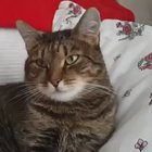 CaT HeAd CrUsHeD By TonNe oF FloWeRs