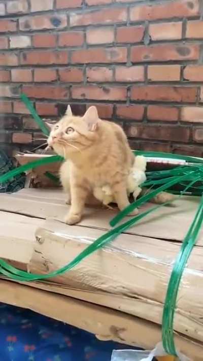 So cute