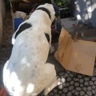 This is how he reacts every time his food arrives in the mail