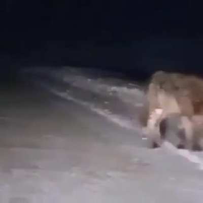 The size of this wolf