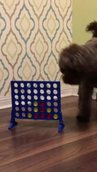 I’ve been training my dog 10 minutes every day for 3 years. Here are some difficult dog tricks!