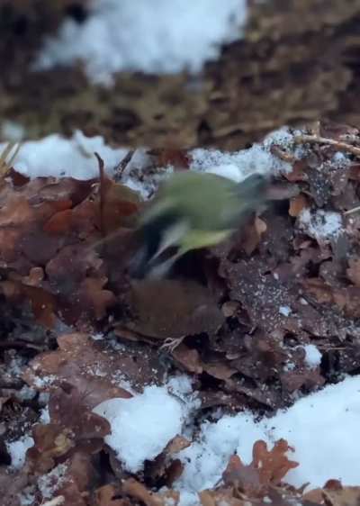 Great Tit predation on Eurasian wren