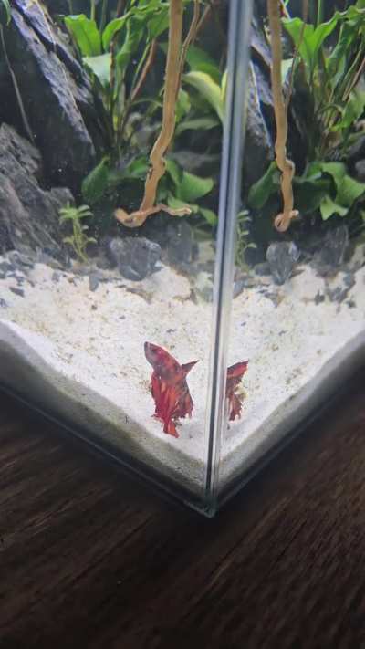 Swim bladder