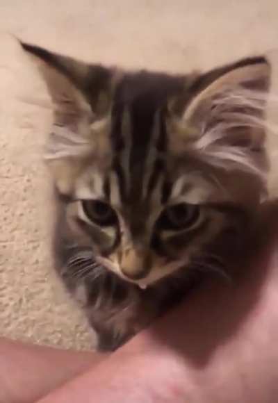 Violent meow
