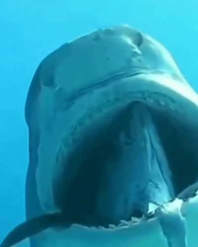 Watch Fish Die inside