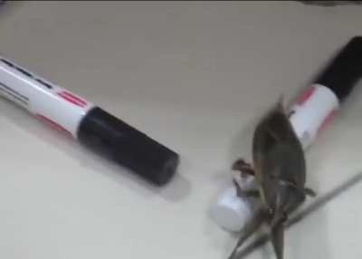 Bug scare
