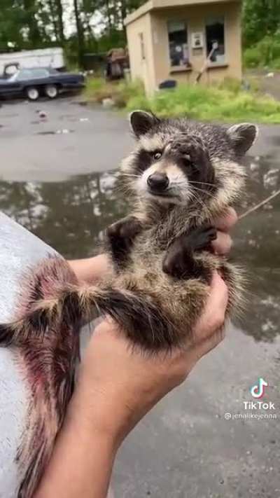 Part 2 ..the little raccoon that was rescued