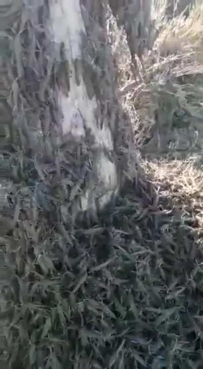 Казни Египе<wbr>тские