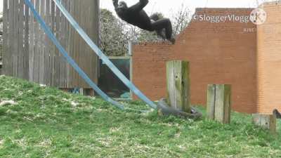 Nothing to see here just a monke flipping while Ode to Joy os playing
