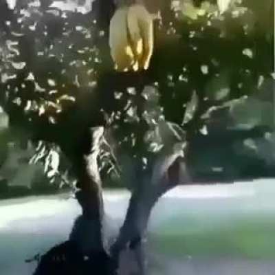 The bananas don’t give up easily. (A post for my cake day)
