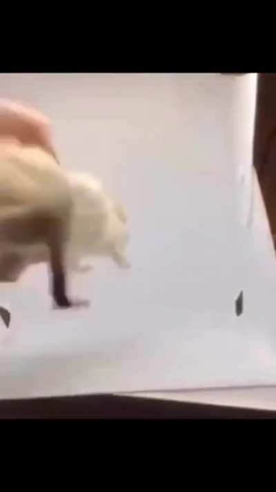 Taxidermy? Nah I have a better idea