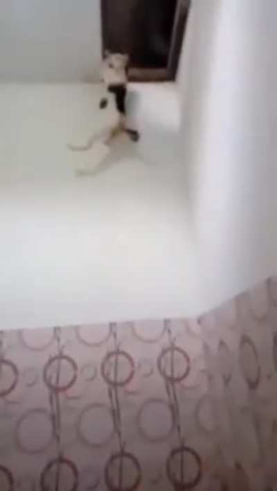Cat Bath Catastrophe