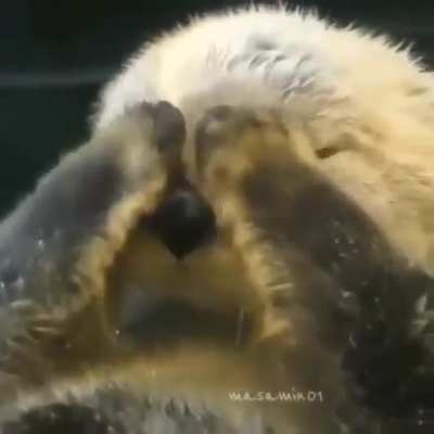 Face rubs