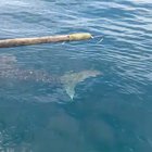 A fish turn to fishermen for help and then thank them By the movement of its fins . Thanks for them. Great guys .