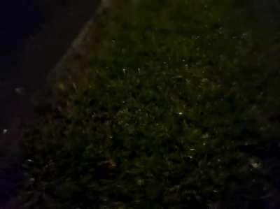 Saw a frog, and after almost stepping on it I got it off of the path and decided to take a photo... phone camera was on the wrong setting and made a boomerang and automatically added shitty club music over it... an accidental masterpiece: