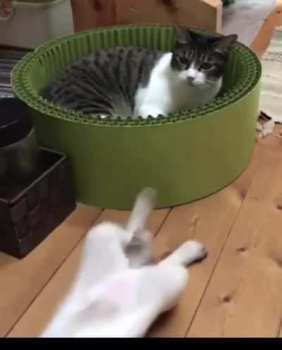 Just some cute cats