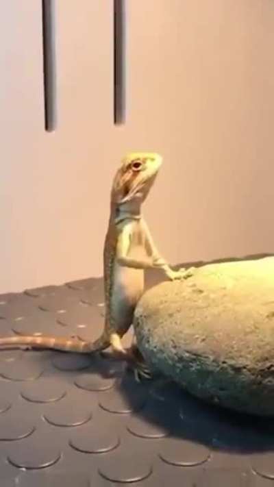 Забавный ящер