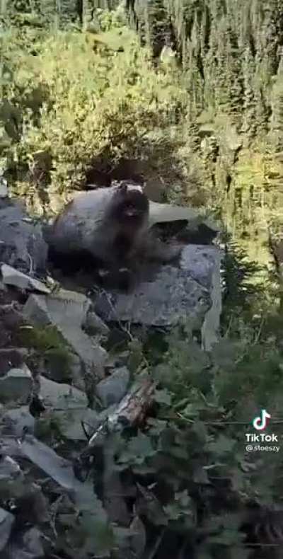 It’s just a prairie dog…