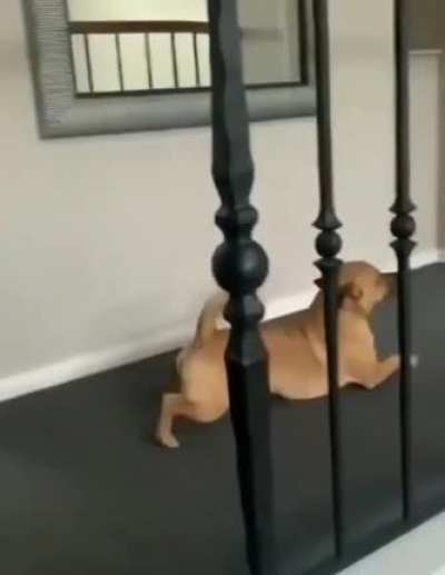 He's teasing the Corgi for having tiny legs