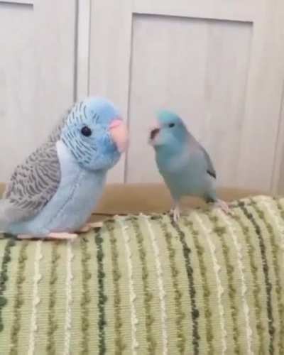 What a flirt.