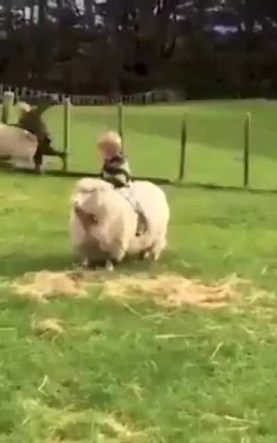 Sheep rider .