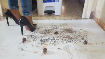 Latin crush snails