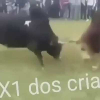 X1 brabo,nobru apelão 😎😎😎.