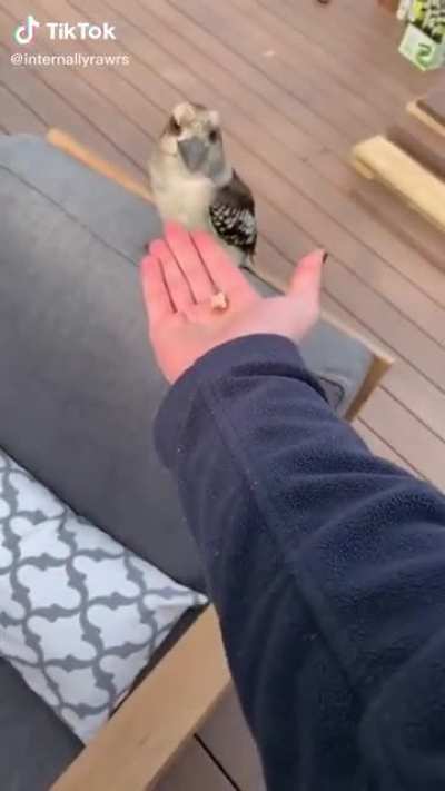 Rubber chicken