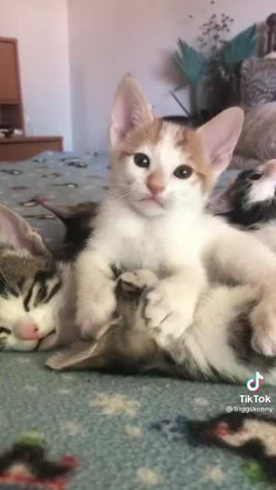 Licky licky little kitty 😂