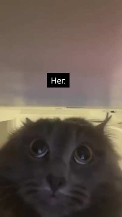 I believe in Tabaxi supremacy