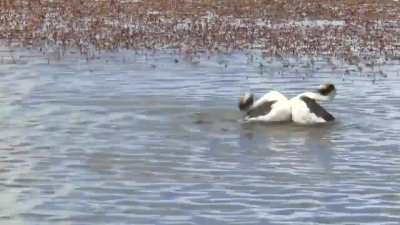 Hooded Grebe Courtship Dance!🕺💃
