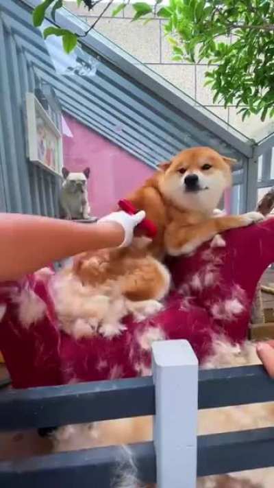 В итоге нихуя от пса не осталось)