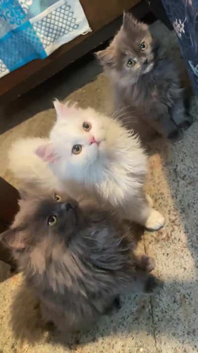 How do I not fall in love with them