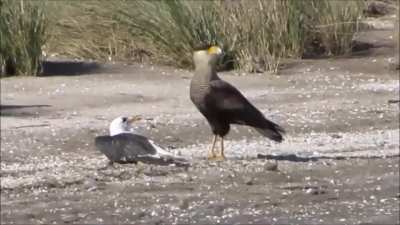 Kelp Gull that got its eyes gouged out by a Caracara