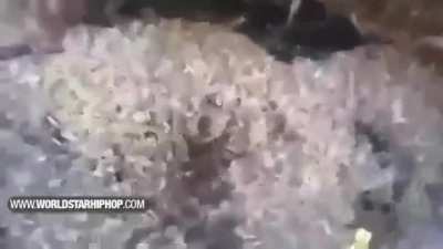 Cursed_meal