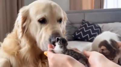 Dog's reaction to meeting best friend's babies for the first time..🐈🐶
