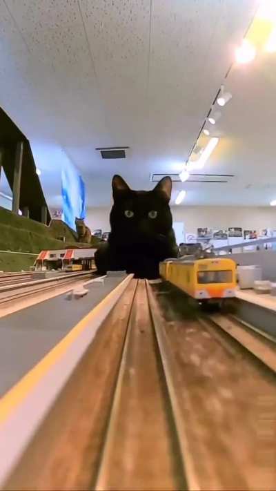 The Whiskered Void