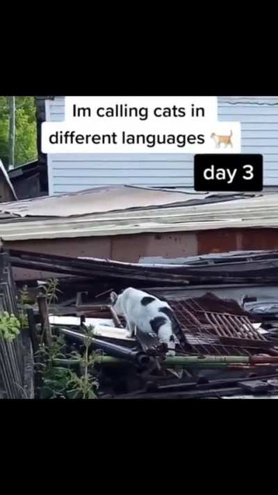 German always works😀