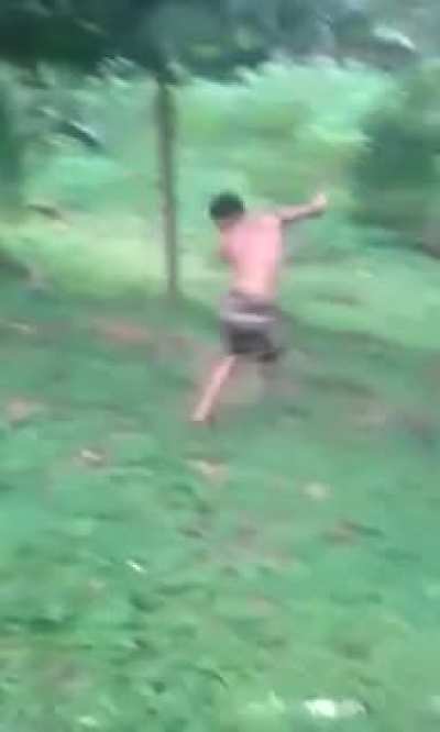 Pó da Coréia