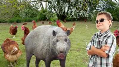 Sussy piggy1!!!1!1!1!!1!1!!!1
