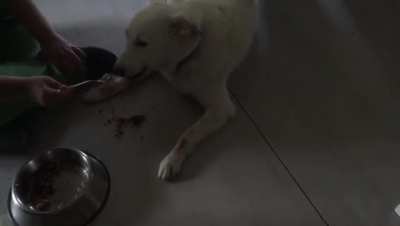 Feeding my dog.