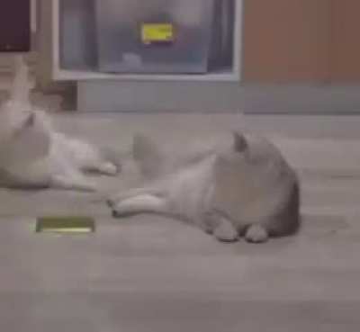 Gato truco