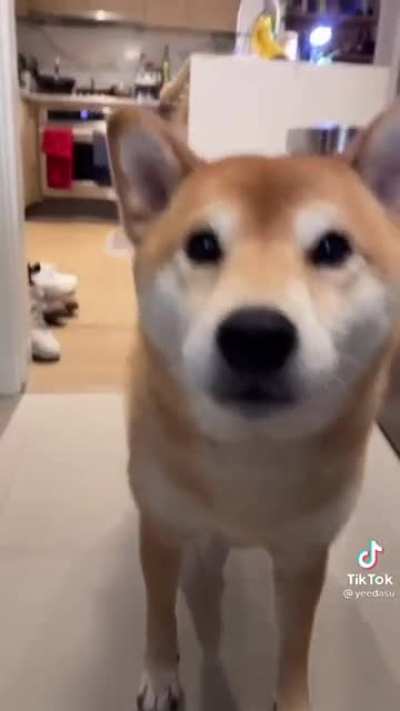 Man punches his own dog in the face!!!