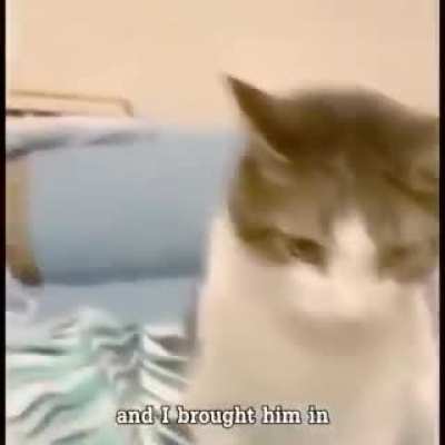 Sus