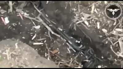 Archival Footage Archive Link in Body Text