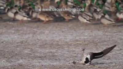 Prairie gives a merciful swift death to an unsuspecting sitting Duck!