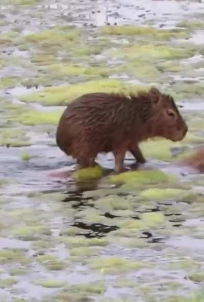 This little capybara on her mother