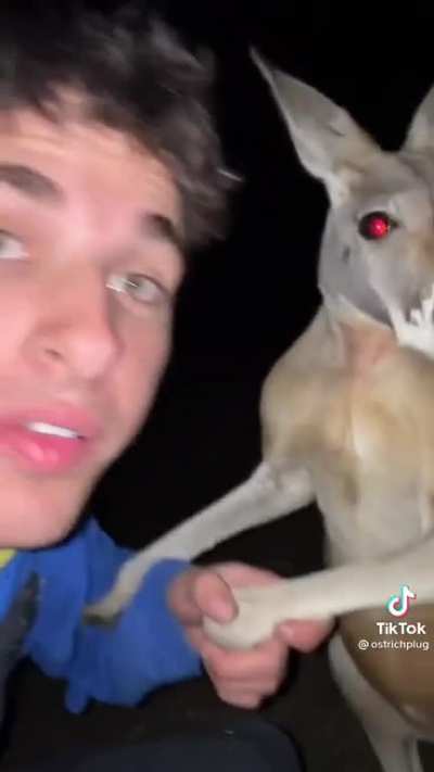 How to fight a Kangaroo