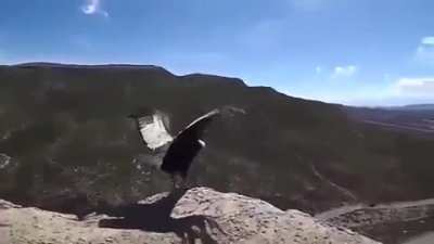 🔥 Releasing A Condor
