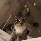 The perks of being a cat owner
